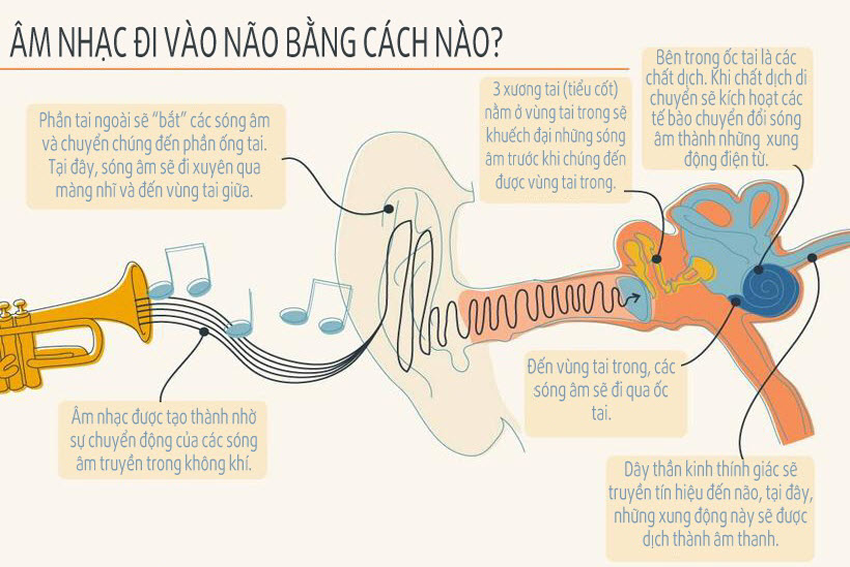 âm nhạc đi vào não bộ như thế nào?